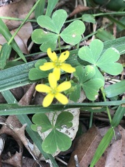 Oxalis rubens