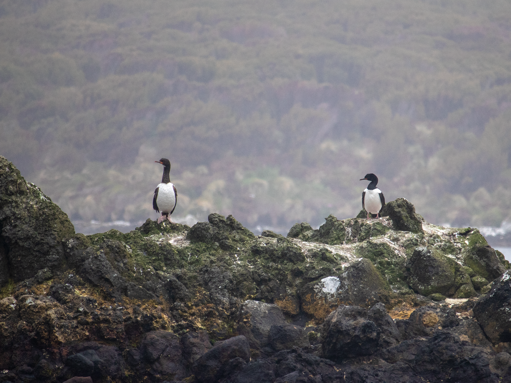 Campbell Islands Shag (Leucocarbo campbelli)