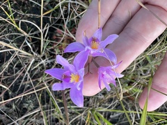 Calopogon barbatus