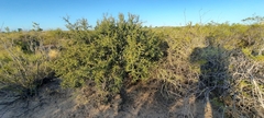 Condalia microphylla