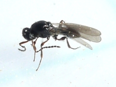 Platygastrinae