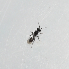 Platygastrinae
