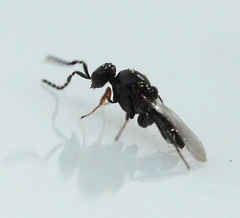 Platygaster
