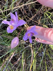 Calopogon barbatus
