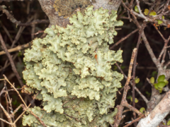 Yarrumia colensoi