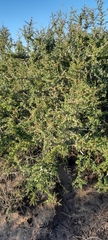 Condalia microphylla
