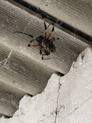 Nephilingis cruentata