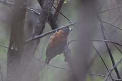 Picumnus cinnamomeus