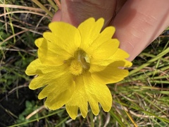 Pinguicula lutea