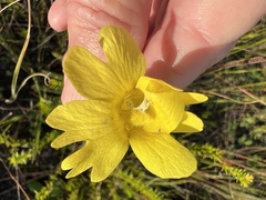 Pinguicula lutea