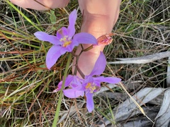 Calopogon barbatus