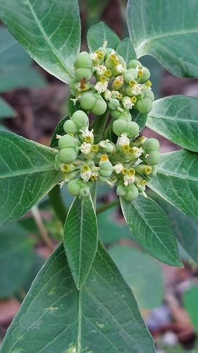 painted spurge
