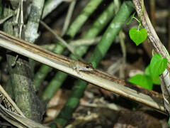 Craugastor fitzingeri