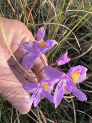 Calopogon barbatus