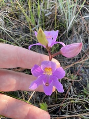Calopogon barbatus