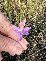 Calopogon barbatus