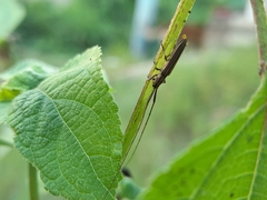 Hippopsis lemniscata