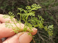 Apiastrum angustifolium