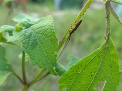 Hippopsis lemniscata