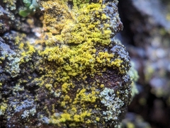 Candelariella efflorescens