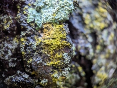 Candelariella efflorescens