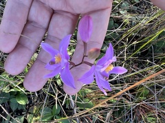 Calopogon barbatus