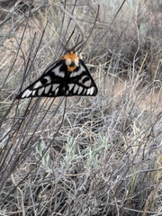 Hemileuca hera magnifica