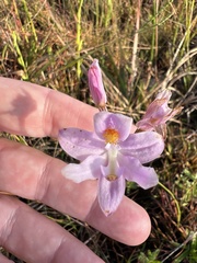 Calopogon barbatus