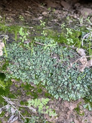 Targionia hypophylla