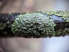 Phaeophyscia ciliata