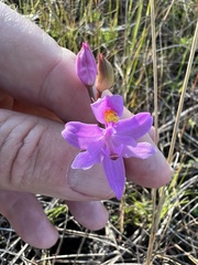 Calopogon barbatus