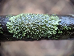 Phaeophyscia pusilloides