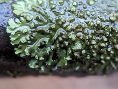 Phaeophyscia pusilloides