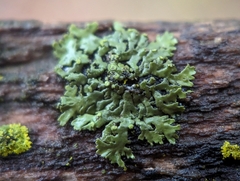 Phaeophyscia pusilloides