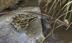 Rana macrocnemis