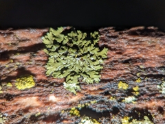 Phaeophyscia pusilloides