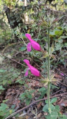 Salvia dorisiana