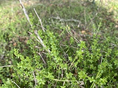 Galium porrigens