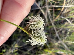 Fuirena scirpoidea