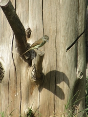 Pachyramphus polychopterus