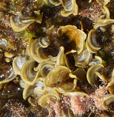 Padina pavonica