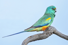 Psephotus varius