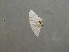 Aorista alodia