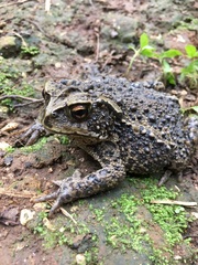 Incilius bocourti