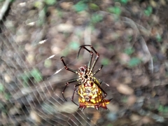 Micrathena fissispina