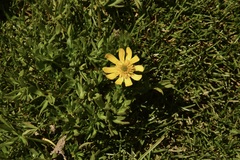 Ranunculus peduncularis