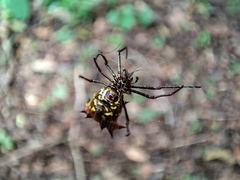 Micrathena fissispina