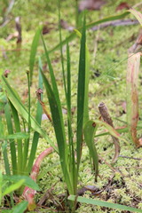 Xyris ambigua