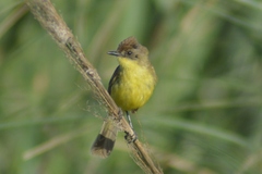 Pseudocolopteryx citreola