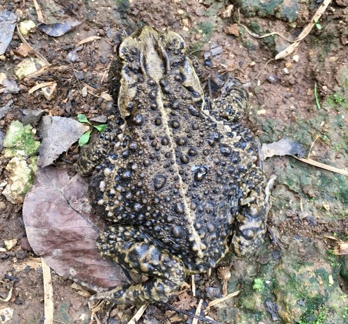 Bocourt's toad